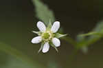 White avens